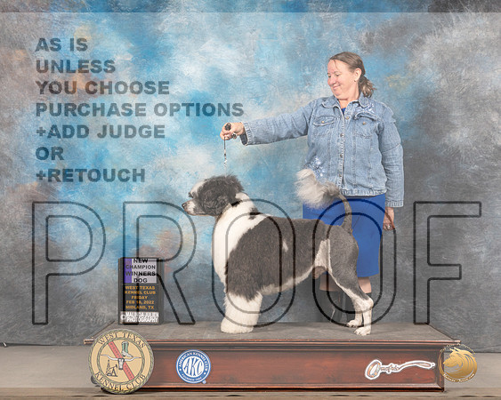 Portuguese Water Dog #5 Fri WD Judge Gary Andersen rMMJ_5276_Mdlnd2022_HR3