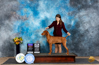 Vizsla #5 Sat BOBOHBOBGCH Judge Sharol Candace Way