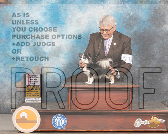 Chihuaua Long Coat #19 Thurs BOSWD Judge Barbara AldersonMMJ_2271_Mdlnd2022_HR3
