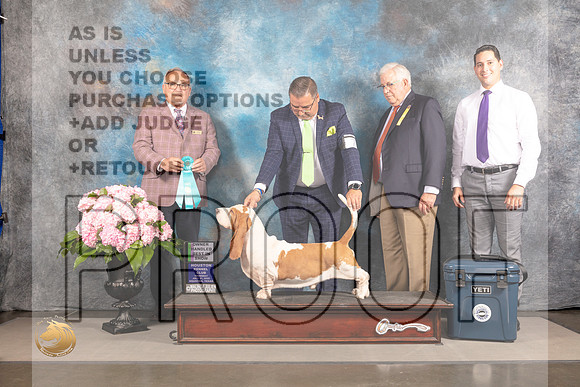 Basset Hound #7 Thur OHBIS Judge Ken Murray_MJ_4732_Houston_2022_HR3