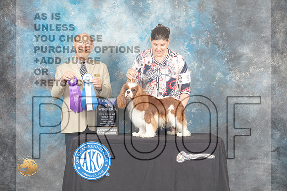 Cavalier King Charles Spaniel #9 Sat BOW Judge Tim Robbins_MJ_0205_HstnTOY_2022_HR3