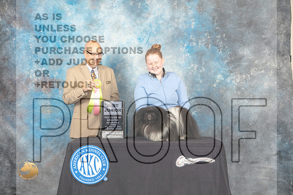 Pekingese #J750 Sat BJr Judge Bradley Jenkins_MJ_0160_HstnTOY_2022_HR3