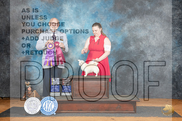Chihuahua Long Coat #9 BISS Judge Tim Robbins__JP_8003_MARSHALL_2024_HR3