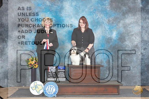 Havanese #? Sat BOWBOSM Judge Vicki Abbott__JP_0016_Abilene_2024_HR3