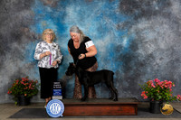 Cane Corso #12 Fri BPIS Judge Karen McFarlane