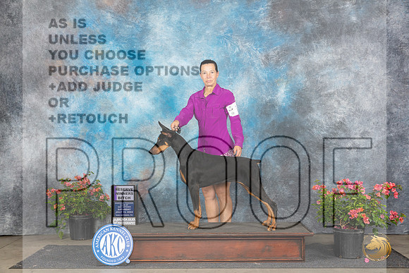 Doberman Pinscher #14 Sat WB Judge Paul F Willhauck__JP_5077_San Antonio_2024_HR3