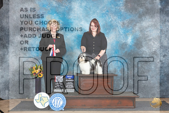 Havanese #? Sat BOWBOSM Judge Vicki Abbott__JP_0020_Abilene_2024_HR3