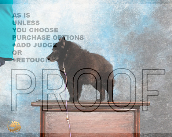 Schipperkee Sybil Nancy AndersonMMJ_5324_Lngvw2022HR3