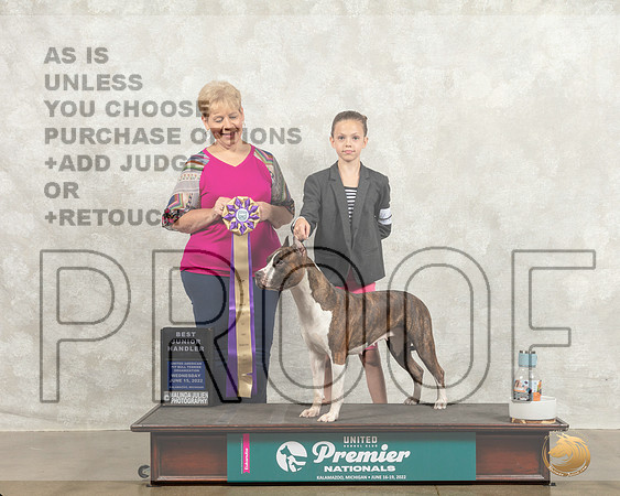 American Pit Bull Terrier #301 Wed BJr Judge Sue Phillips_MMJ_6743_Premier_2022_HR3
