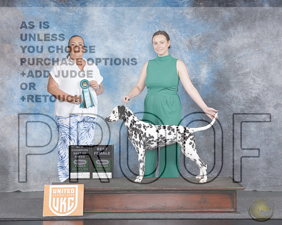 Dalmation #266 Fri BOB NC Judge Michelle BlackowlDalmation #266 Fri BOB NC Judge Michelle Blackowl_WP_2575e-UKC Longview TX Aug 2025-HR3