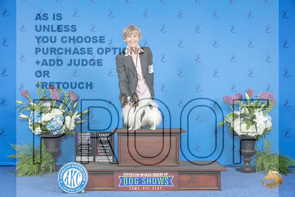 Papillon #15 THUR WD BOW BOB OHBOB M Judge Sandra Lex__JP_8126_Houston_2024_HR3