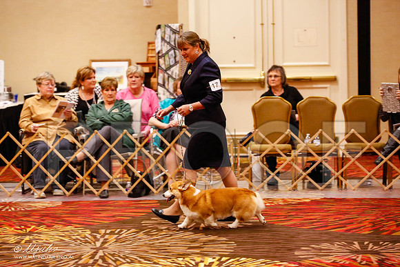 _JJ_8528-HstnCorgiFeb2015-HR3