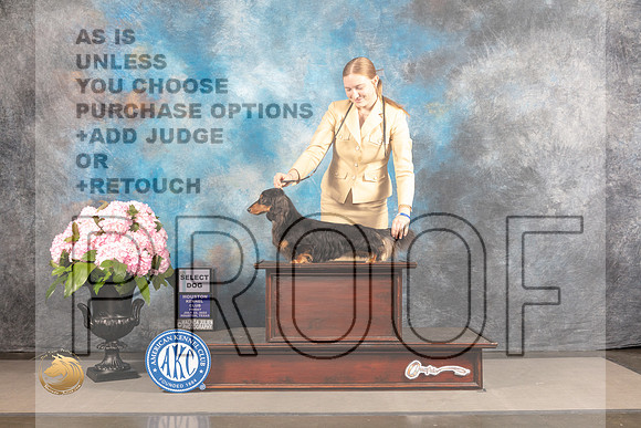 Dachshund Longhaired #25 FRI GCH Select Judge Barara Alderman_MJ_5882_Houston_2022_HR3