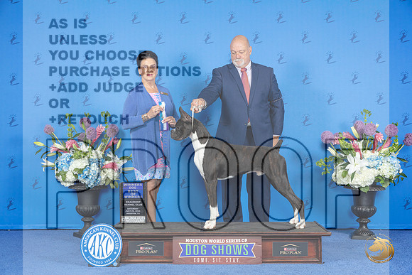 Boxer #27 SAT WD BOW Judge Debbie Freeman__JP_9731_Houston_2024_HR3
