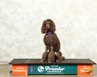 Poodle Std #150 Thur O4th Judge Maruerite Plank r