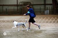 9-12 Month Pup Bitch Sun S1 Ring