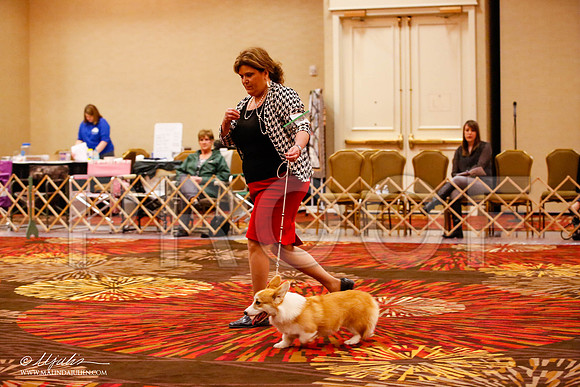 _JJ_8418-HstnCorgiFeb2015-HR3