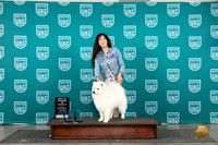 American Eskimo #113 Wed BOW Judge Diana Brumbaugh