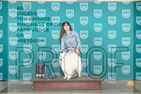 American Eskimo #113 Wed BOW Judge Diana Brumbaugh__JP_0583_Premier_2024_HR3