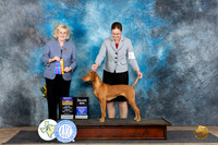 Vizsla #8 Fri WBBOWBOBM Judge Vicki Abbott