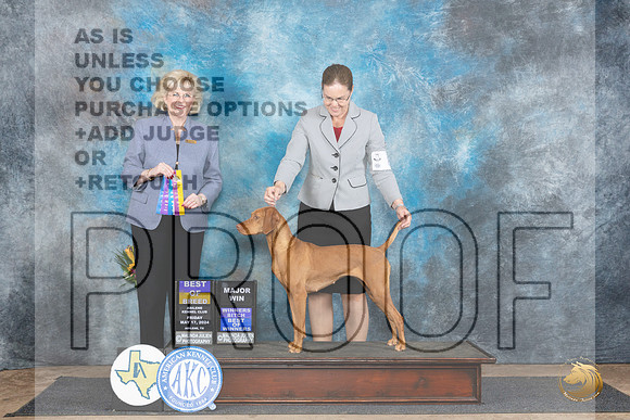 Vizsla #8 Fri WBBOWBOBM Judge Vicki Abbott__JP_9312_Abilene_2024_HR3