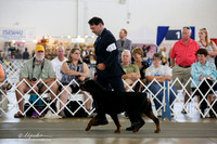Rottweiler Working Fri Ring