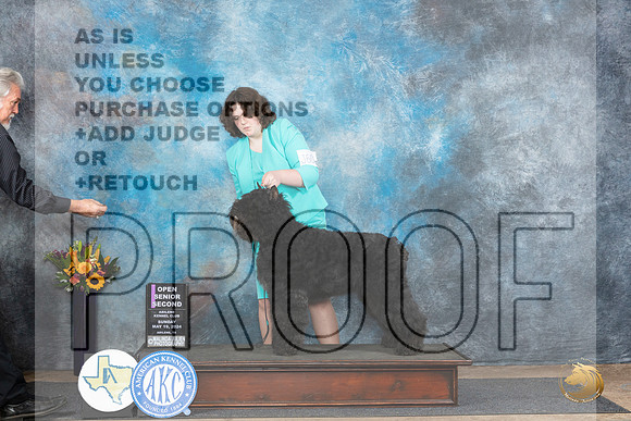 Bouvier de Flandres #J601 Sun Jr2 Judge Edy Dykstra-Blum__JP_0021_Abilene_2024_HR3
