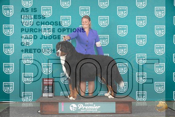 Bernese Mountain Dog #1173 Sun G2 Judge Tracie Karsjens__JP_3141_Premier_2024_HR3