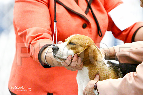 Beagle-3167LR