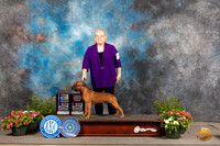 Staffordshire Bull Terrier #5 Sun BOWOHBOB Judge Anne Bolus