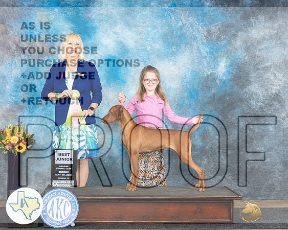 Vizsla #J401 Sun BJr Judge Edy Dykstra-Blum_JP_0035e_Abilene_2024-HR3