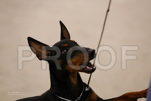 BISpup-1054-NormNov13-HR