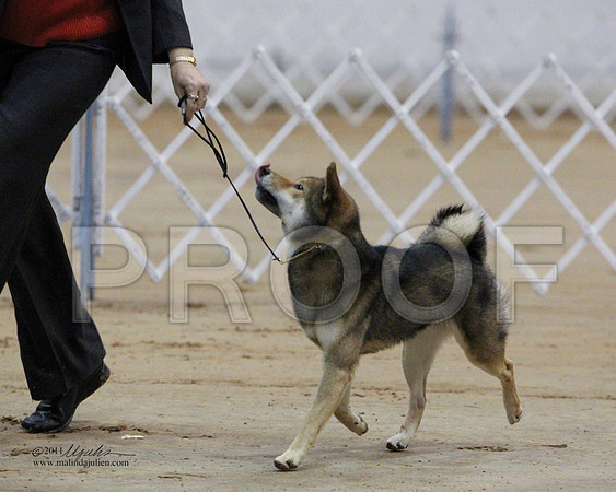 Shiba-0315-LR