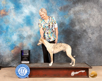 Whippet #15 Sun WD Judge Pat Trotter