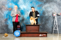 Pomeranian #11 Sat G2 Judge Alfred Ferruggiaro