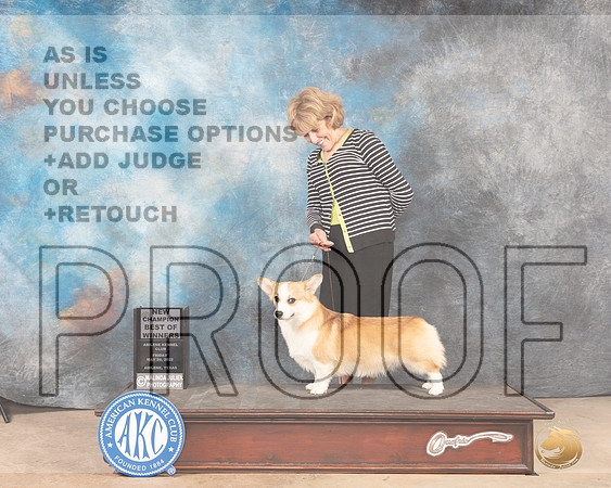 Pembroke Welsh Corgi #31 Fri BOWCh Judge Eric Liebes-MMJ_3413-Addison2022-HR3