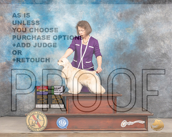 Cocker Spaniel ASCOB #6 Fri BOSWBBBE Judge Judy BrownMMJ_3131_Mdlnd2022_HR3