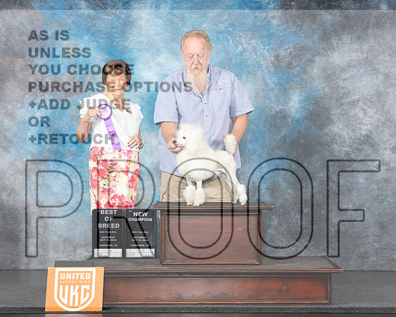 Poodle Mini #164 Sat BOBCH Judge Nancy Gallant-_JP_1294e_UKCLngvwOct_2024-HR3