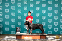 Labrador Retriever #377 Fri BOB Judge Matt Proctor