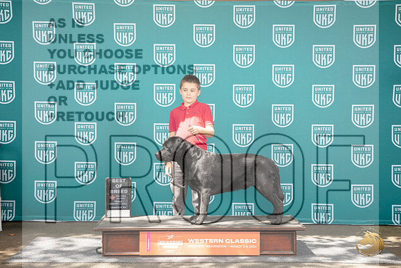 Labrador Retriever #377 Fri BOB Judge Matt Proctor__JP_1176_Longview WA_2024_HR3