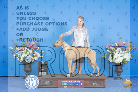 Rhodesian Ridgeback #8 SUN WB BOW M Judge Jamie Hubbard__JP_0144_Houston_2024_HR3