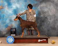 Doberman Pinscher #10 Sat BOWWB Judge Thomas Standfield Jr
