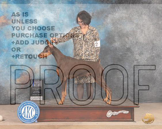 Doberman Pinscher #10 Sat BOWWB Judge Thomas Standfield Jr-MMJ_3842-Abilene2022-HR3