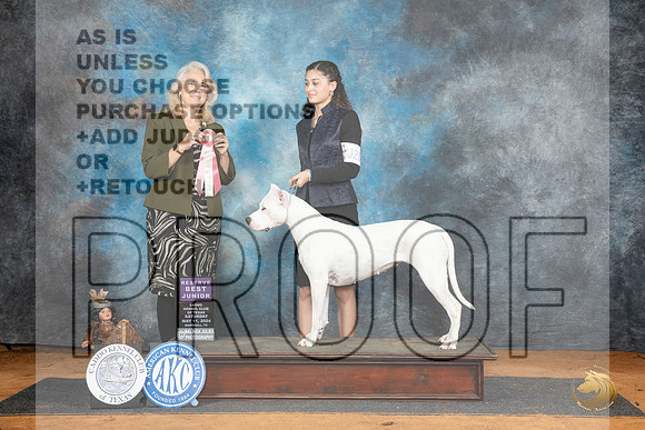 Dogo Argentino #J201 RBJr Judge Pam Wilson__JP_7876_MARSHALL_2024_HR3