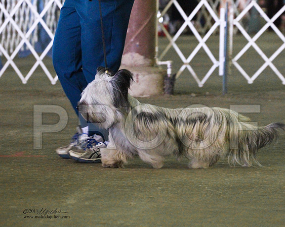 Skye Terrier - 0011-2
