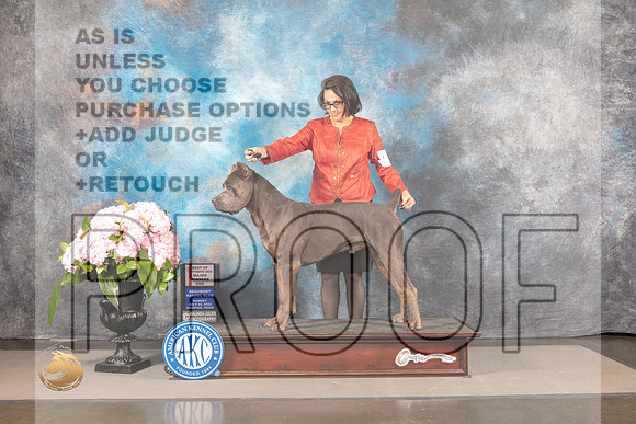 Cane Corso #7 SUN WD BOS Major Judge Ken Murray_MJ_8230_Houston_2022_HR3