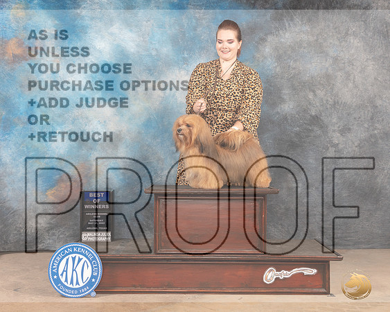 Havanese #26 Sat BOWWB Judge Peggy McIlwaine-MMJ_3747-Abilene2022-HR3