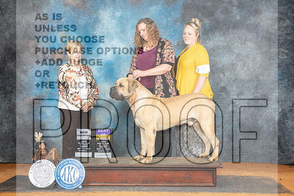 Boerboel #7 Sun BOBCH Judge Pamela Wilson__JP_8789_MARSHALL_2024_HR3
