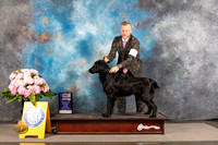 Flat Coated Retriever #5 THUR BOW Major Judge Steven Keating
