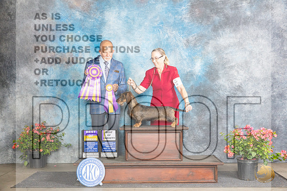 Dachshund Wirehaired #6 Fri BOVBOB Judge Aubrey Nash__JP_4158_San Antonio_2024_HR3